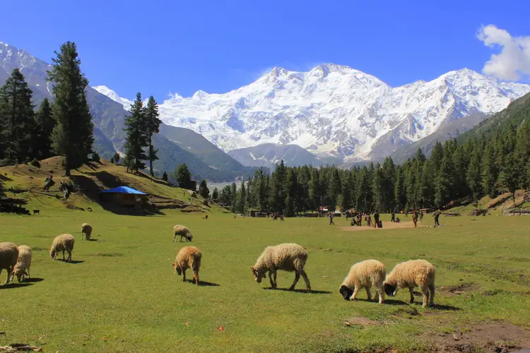 fairy-meadows1