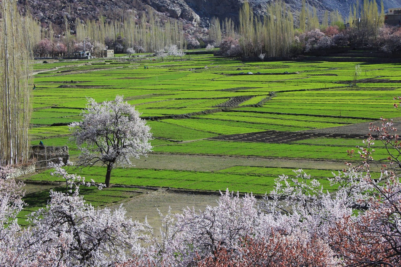 imgi_23_Apricot-Blossom-Trip-in-Baltistan-2