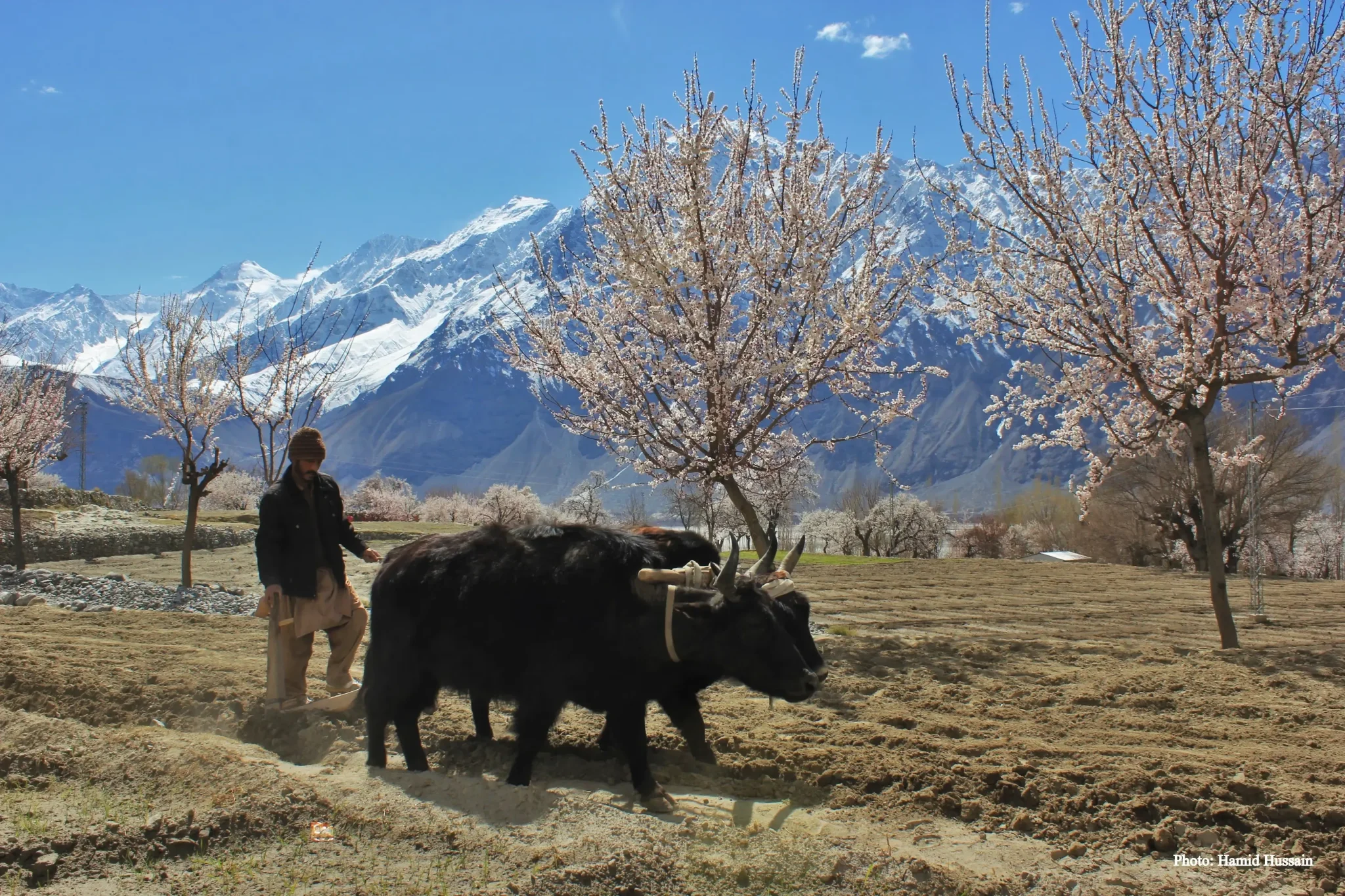 imgi_31_Apricot-Blossom-Trip-in-Gilgit-Baltistan-2