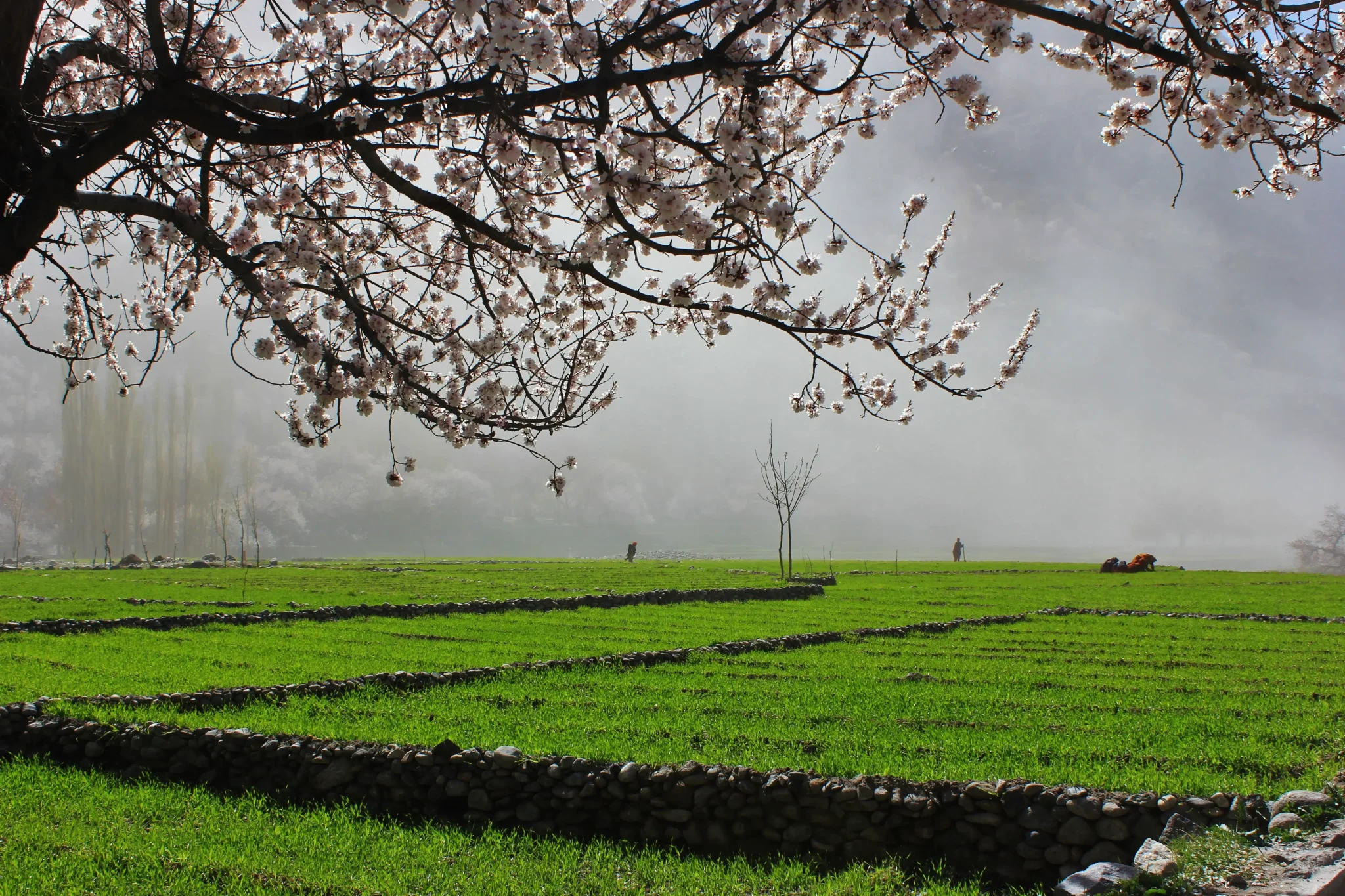 imgi_47_Apricot-Blossom-Trip-in-Gilgit-Baltistan-4