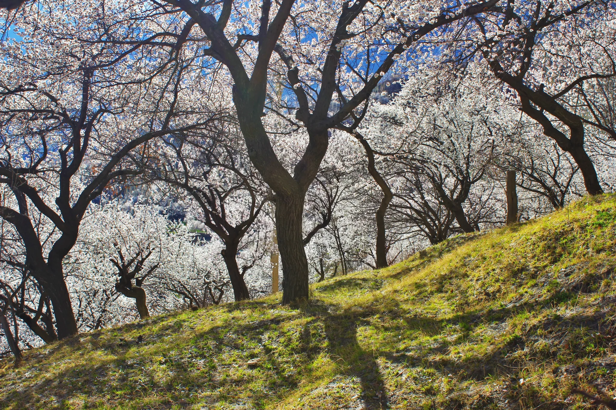 imgi_55_Apricot-Blossom-Trip-in-Gilgit-Baltistan-5