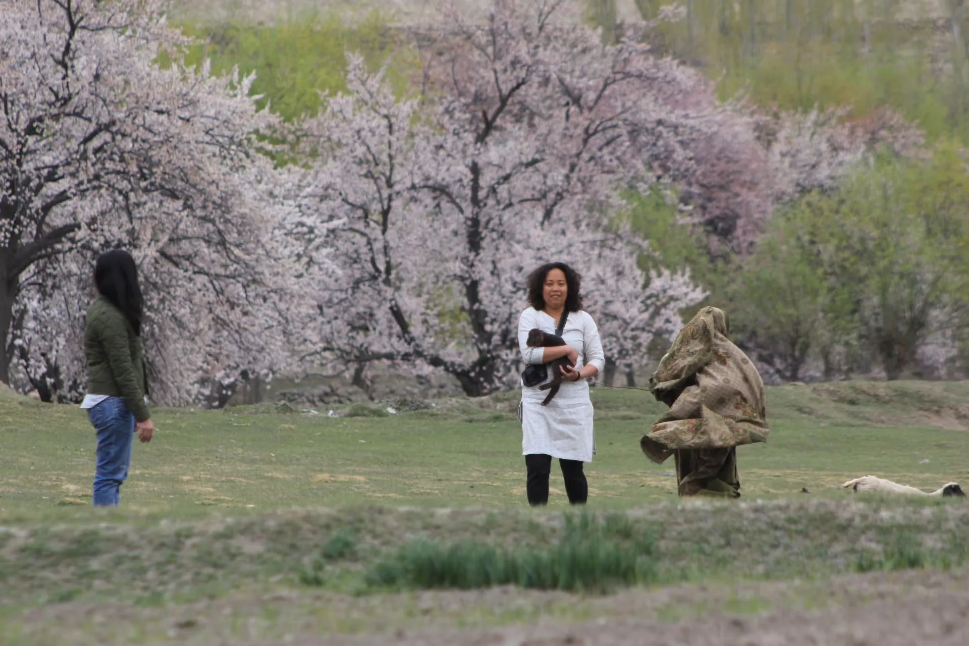 Apricot-Blossom-Hunza-Valley-1