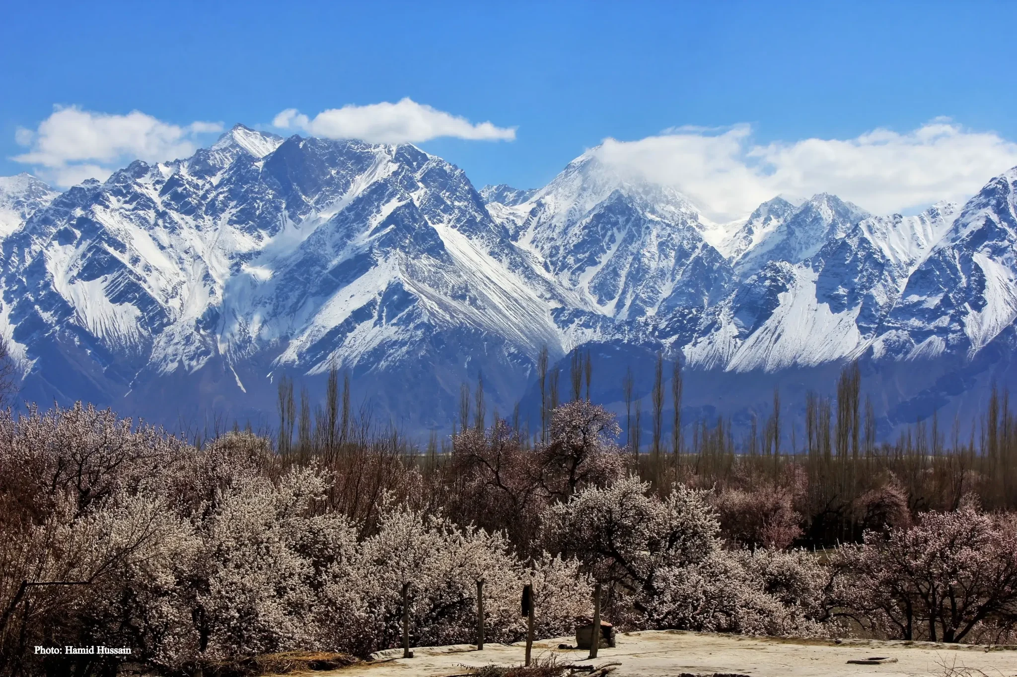 Apricot-Blossom-Hunza-Valley-2