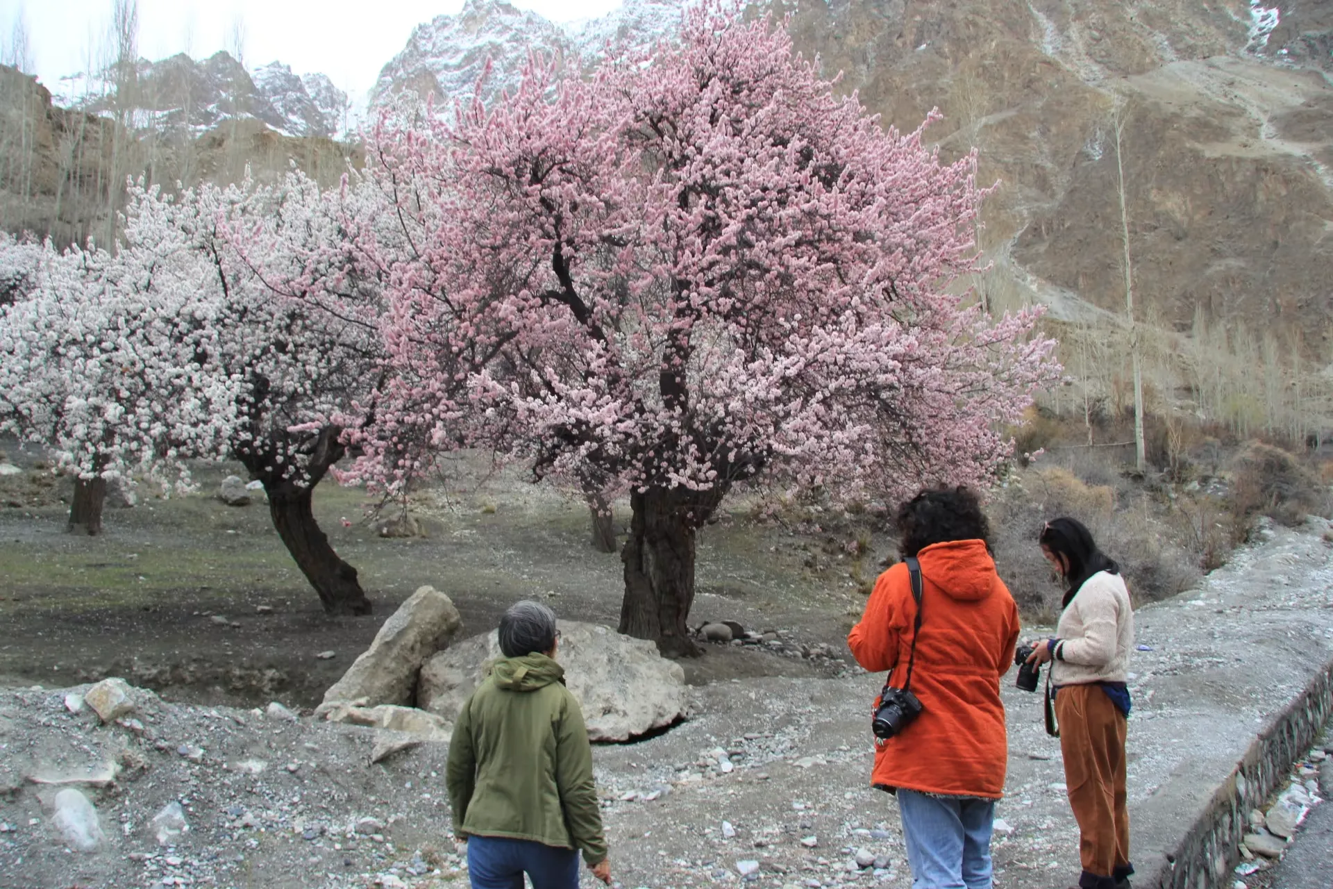 Apricot-Blossom-Hunza-Valley-3