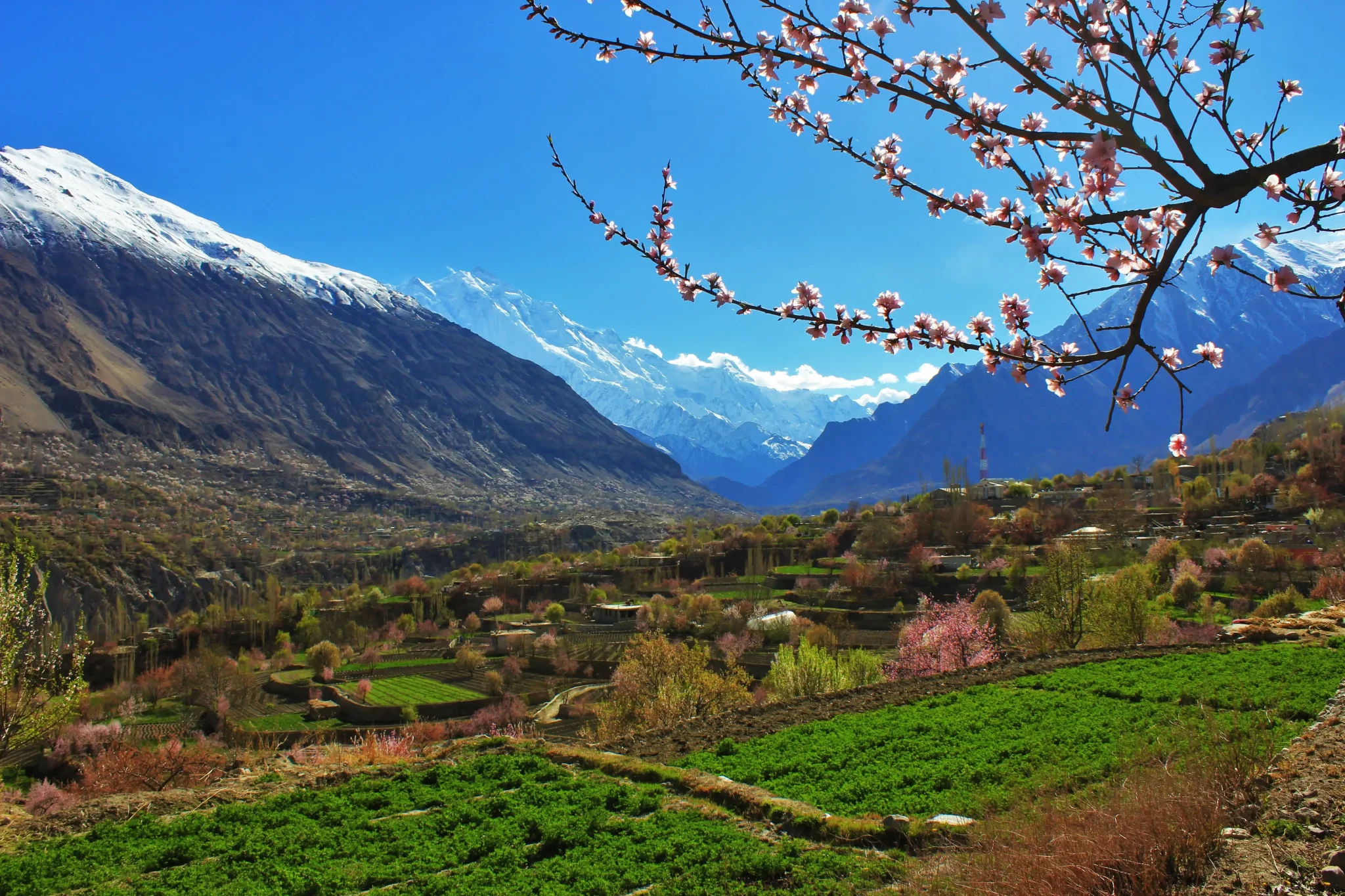 Apricot-Blossom-Hunza-Valley-4